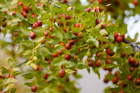 Ziziphus jujuba ( Latin:  Ziziphus jujuba ) , or Jujube jujube, or Chinese jujube, or Chinese date is a plant; a species of the genus Ziziphus of the family Rhamnaceae