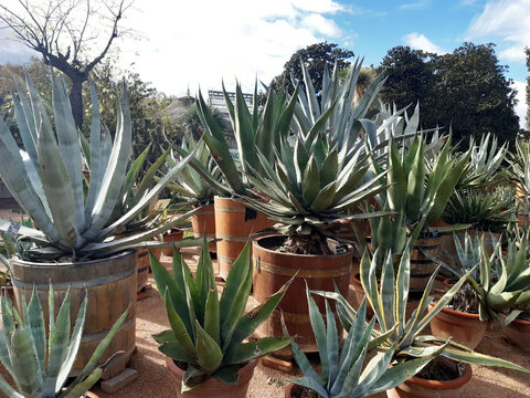 jardin mexicain au parc de la t&ecirc;te d'or dans la ville de Lyon