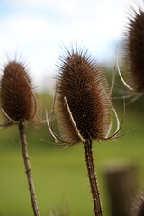 Distel