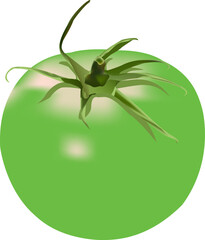 green tomato illustration on white background