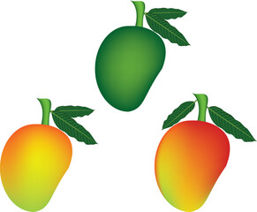 set of  illustration mango fruits vector design on white background