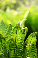 Green leaves of a young fern in spring and early morning under the bright sun - 673862972