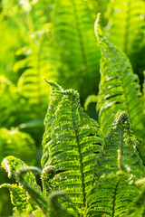 Green leaves of a young fern in spring and early morning under the bright sun - 673863105