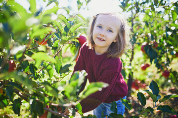 preschooler girl picking red ripe organic apples in orchard or on farm on a fall day
