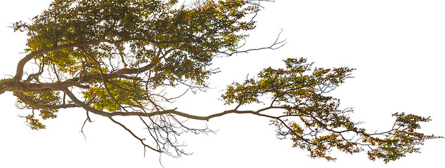 Panoramic forest tree detail isolated photo