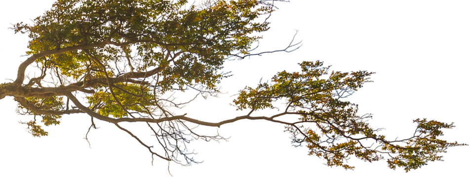 Panoramic forest tree detail isolated photo