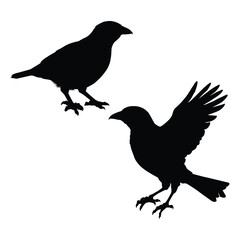 Silhouettes of Myna Birds on a White Background