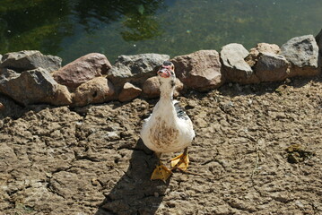 Аdorable duck posing for the camera. At one of the reservoirs in Egypt