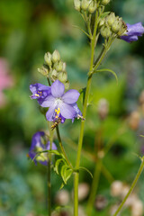 Blue cyanosis , or azure cyanosis ( Latin Polemónium caerúleum , obsolete version of Polemonium coeruleum ) is a species of plants of the genus Polemonium