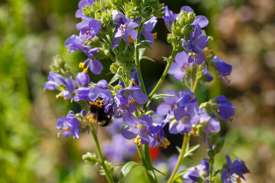 A bee collects nectar on azure cyanosis flowers. Blue cyanosis (Polemonium caeruleum) is a species of plants of the genus Polemonium. 