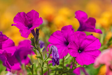 Very beautiful flowers in the flowerbed. Background with selective focus and copy space