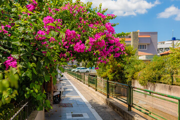 Flowering trees in the Turkish city of Marmaris. Background with selective focus and copy space