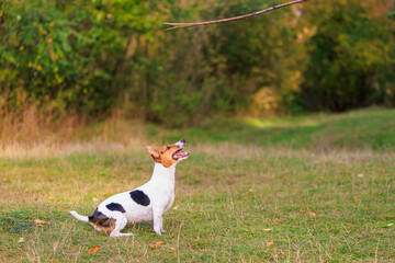 A cute Jack Russell Terrier dog is training in nature. Pet portrait with selective focus