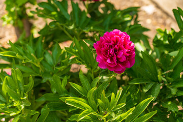 A flower in a flowerbed. Background with selective focus and copy space