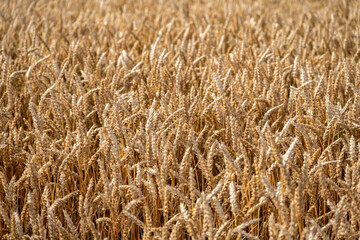 Juicy fresh ears of young green wheat on nature in spring summer field close-up of macro. Green Wheat field blowing in the rural Indian fields. Germany.