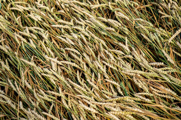 Juicy fresh ears of young green wheat on nature in spring summer field close-up of macro. Green Wheat field blowing in the rural Indian fields. Germany.
