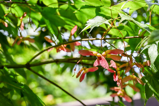 The Tatarian maple (Acer tataricum) leavs and fruits.