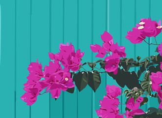 Pink bougainvillea flowers against rustic teal color wall.