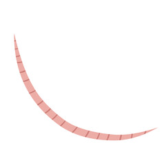 
Pinworm Vector