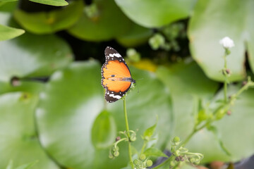 A plain tiger butterfly on the Water Snowball flower.