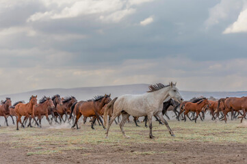 Naklejka na ściany i meble The dust kicked up by hundreds of wild horses in arid lands witnessed interesting scenes.