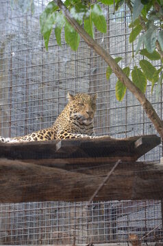 Leopard (Panthera pardus) in Jungle Parck, Tenerife
