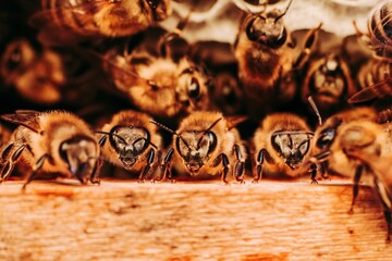 Close-up of several honey bees on a beehive, busily harvesting their sweet honey from the hive