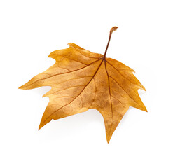 Dry fallen maple autumn leaf isolated on white background