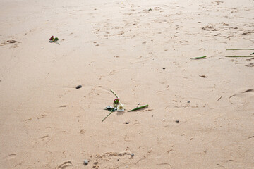Beach sand with remains of dirt.