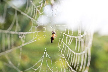 Brown Orb Weaver Spider on Web Wrapping Prey in Silk - Powered by Adobe