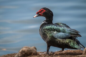 Muscovy duck standing near water with red beak and body of water in the background