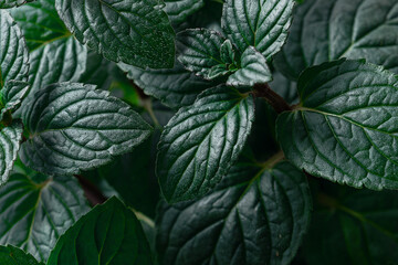 Fresh aromatic peppermint leaves background. Beauty of nature, macro view. © Iryna