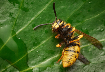 Common Wasp (Vespula vulgaris)  - cold, wet and miserable