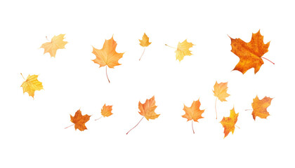 flying autumn maple leaves isolated on transparent background cutout
