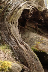 old tree trunk in rock