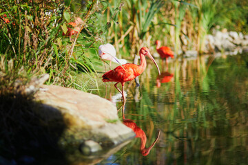 Naklejka premium Many pink scarlet ibises in zoological park in Paris