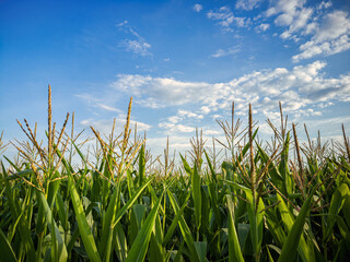 Corn field in summer