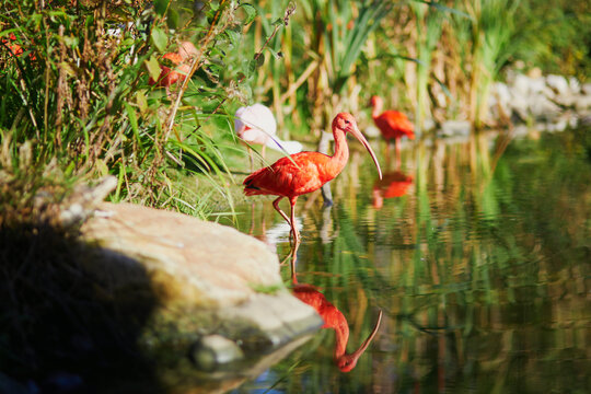 Many pink scarlet ibises in zoological park in Paris