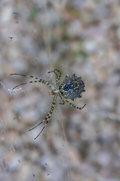 Picture from below of female argiope lobata on her web. Machophorography of lobed argiope with defocused garden in the background.
