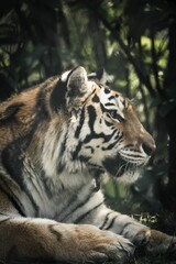 Close-up of a majestic Siberian Tiger resting in a field of lush green grass