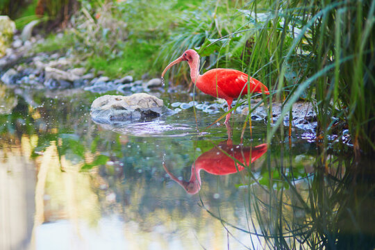 Many pink scarlet ibises in zoological park in Paris