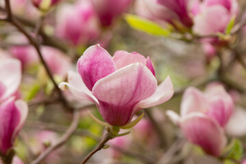 Obraz na płótnie Canvas Beautiful magnolia tree blossoms in springtime. Jentle magnolia flower against sunset light. Romantic creative toned floral background.