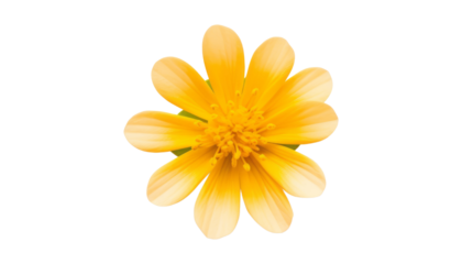 yellow daisy flower isolated on transparent background cutout