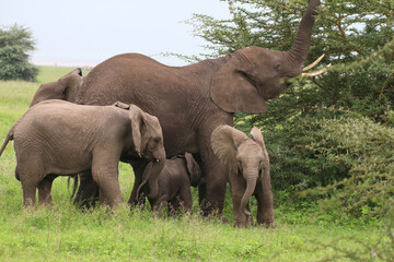 Afrikanische Elefant (Loxodonta africana) Elefanten-Familie in der Savanne, Kenia, Ostafrika