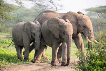 Afrikanische Elefant (Loxodonta africana) Elefanten-Familie in der Savanne, Kenia, Ostafrika