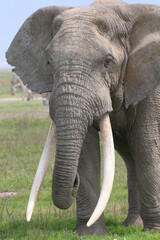 Afrikanische Elefant (Loxodonta africana) Bulle, Männchen mit langen Stoßzähnen in der Steppe, Kenia, Ostafrika