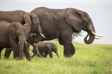 Afrikanische Elefant (Loxodonta africana) Elefanten-Familie in der Savanne, Kenia, Ostafrika