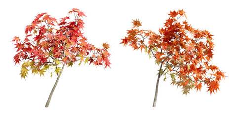 Red autumn leaves branch isolated on white