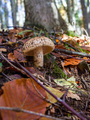Close up of a mushroom in the woods, in autumn