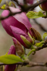 Beautiful magnolia tree blossoms in springtime. Jentle magnolia flower against sunset light. Romantic creative toned floral background.